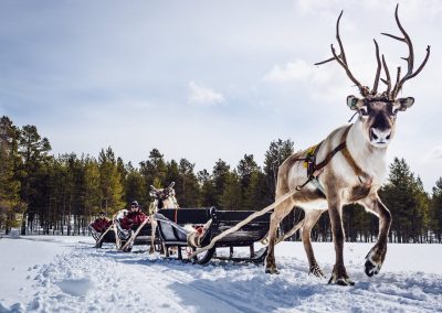 Harriniva Hotels Safaris Reindeer