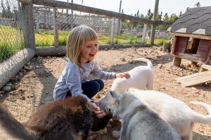 Husky puppies DiscoverMuonio Activities Husky Photo by House of Lapland Terhi Tuovinen