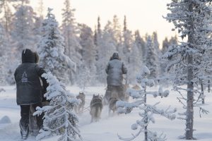 DSC Paranneltu NR kopio Huskysafari asteen pakkasessa Tammikuu web