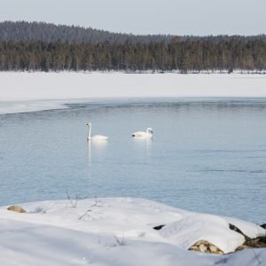 Nature WhooperSwan Kutuniva DiscoverMuonio ()