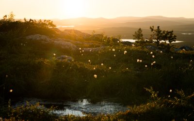 August in Muonio – nature’s gentle encore to summer
